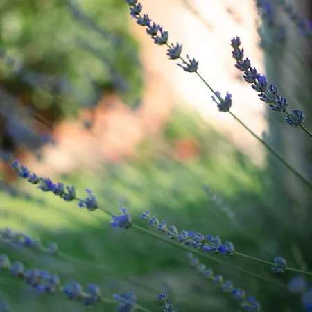 Mina 2 דירה ורדניק